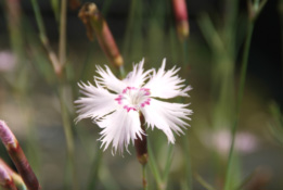 Dianthus plumariusGrasanjer bestellen
